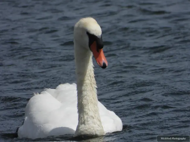 Mute Swan at St Aidens.