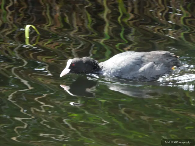 Eurasian Coot, seen at St Aidens.