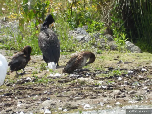 At St Aidens: Great Cormorant.