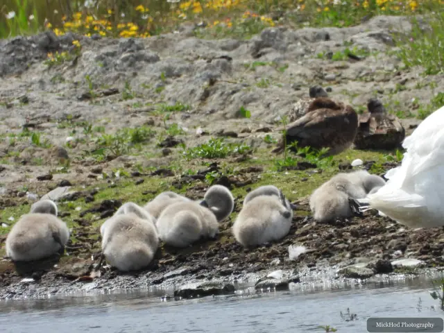 Canada Goose goslings, seen at St Aidens.