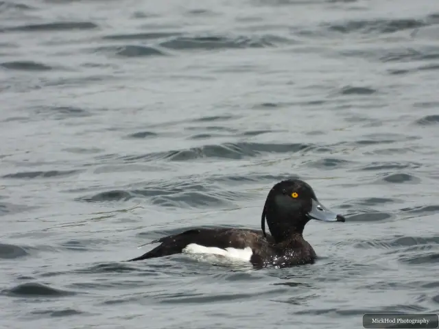 Photographed at St Aidens: Tufted Duck.