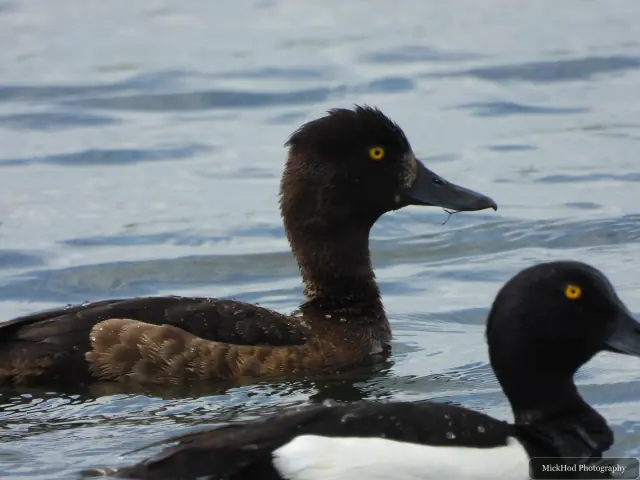 Tufted Duck, seen at St Aidens.