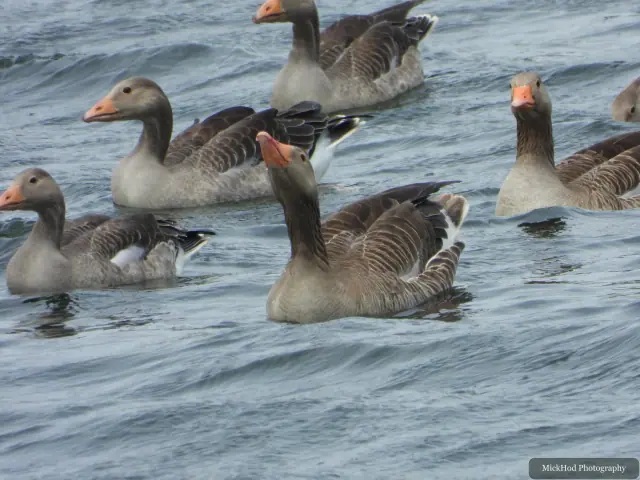 Greylag Goose at St Aidens.