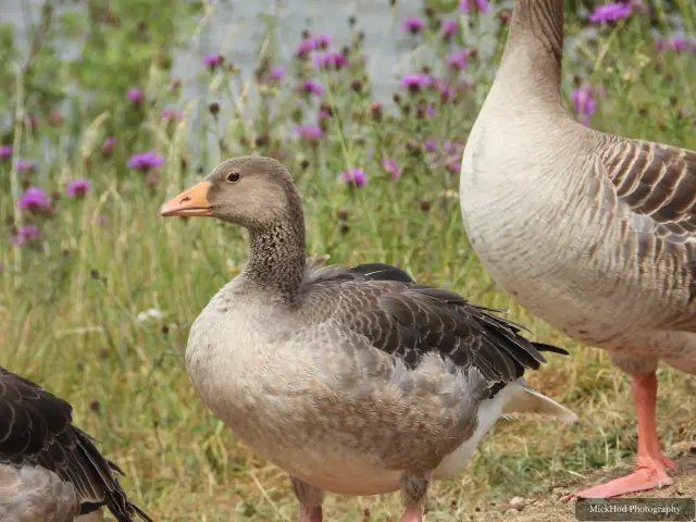 At St Aidens: Greylag Goose.