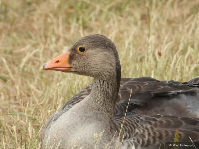 Photographed at St Aidens: Greylag Goose.