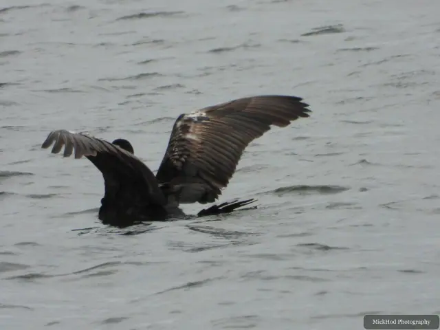 Photographed at St Aidens: Great Cormorant.