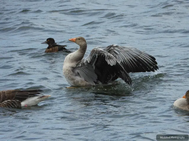 Greylag Goose at St Aidens.