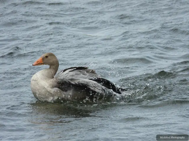 Greylag Goose at St Aidens.