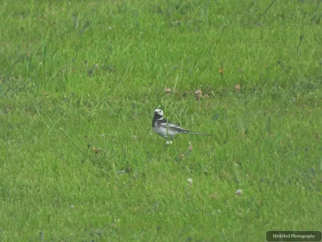 Pied Wagtail at Ynys Llanddwyn.
