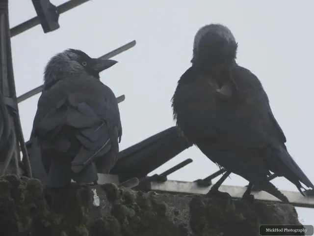 At Ynys Llanddwyn: Jackdaw.
