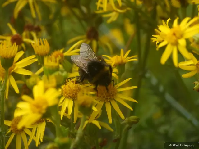A bumblebee visits bright ragwort flowers.