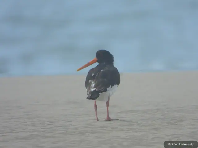 At Ynys Llanddwyn: Eurasian Oystercatcher.