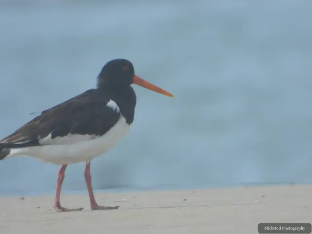 Photographed at Ynys Llanddwyn: Eurasian Oystercatcher.