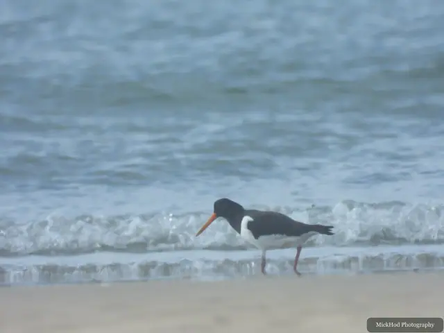 Eurasian Oystercatcher at Ynys Llanddwyn.