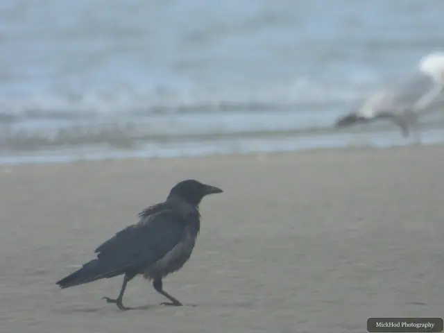 At Ynys Llanddwyn: Carrion Crow.