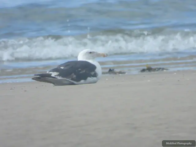 At Ynys Llanddwyn: Herring Gull.