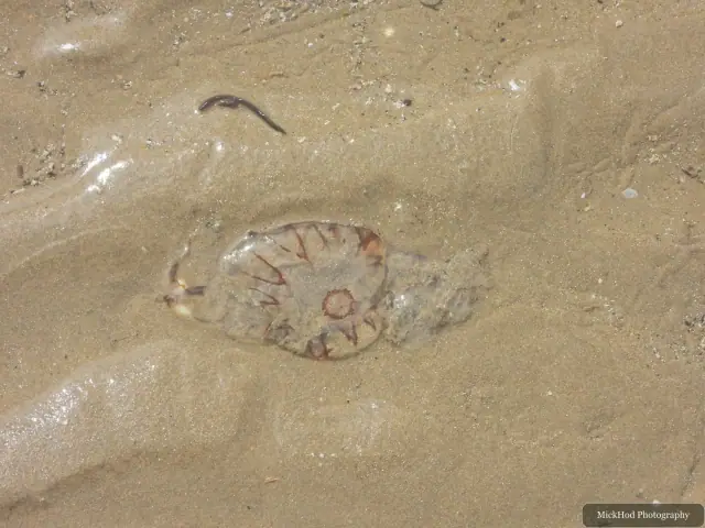A Compass Jellyfish lies washed up on the wet sand at Ynys Llanddwyn.