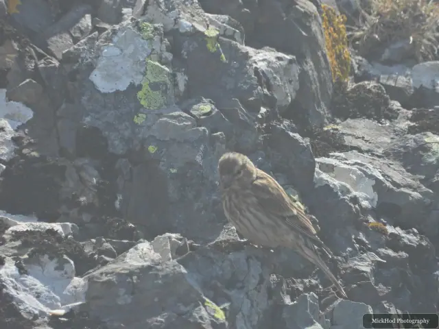 Female Chaffinch photographed at Ynys Llanddwyn.