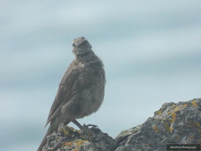 A small coastal bird photographed at Ynys Llanddwyn; the species could not be confirmed.