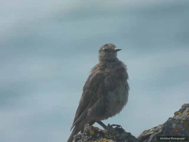 The same unidentified coastal bird as DSCN4263, photographed at Ynys Llanddwyn.