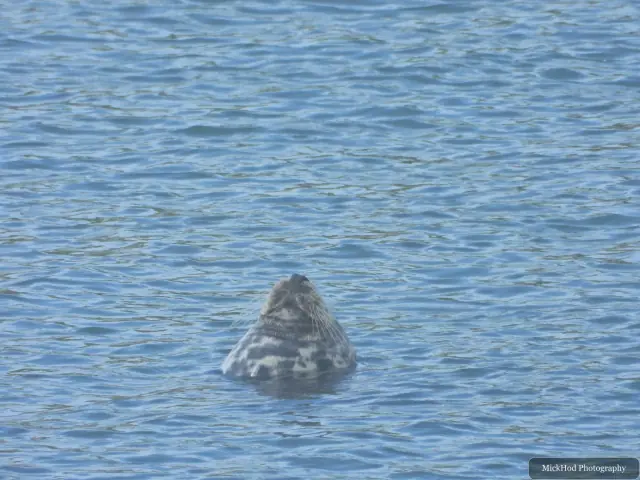 A grey seal surfaces and swims near the coast.