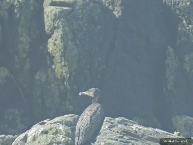 Great Cormorant, seen at Ynys Llanddwyn.