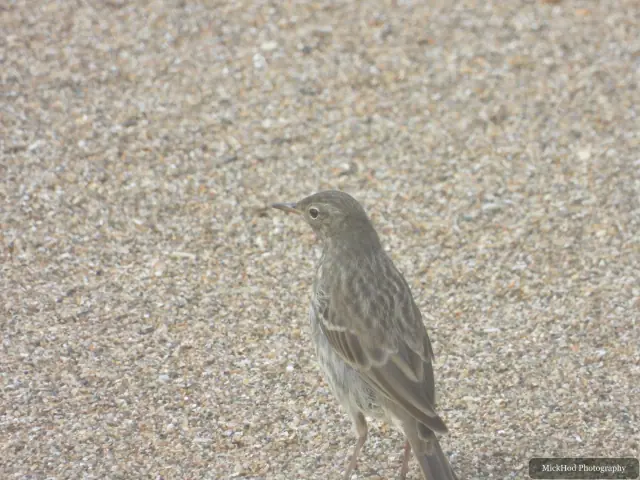 Photographed at Ynys Llanddwyn: Rock Pipit.