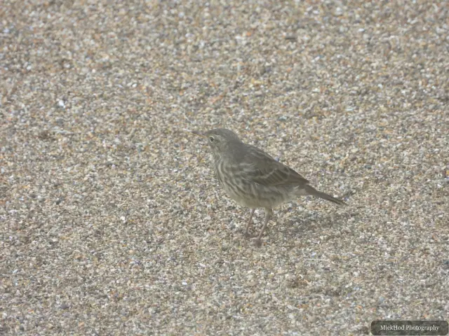 Rock Pipit at Ynys Llanddwyn.