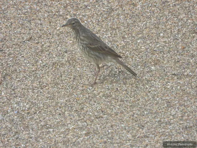 Photographed at Ynys Llanddwyn: Rock Pipit.