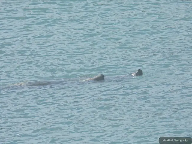 Grey Seal at Ynys Llanddwyn.