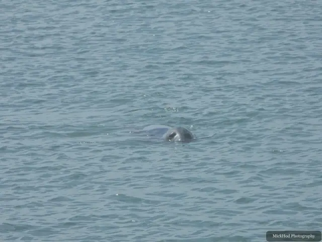 Grey Seal at Ynys Llanddwyn.