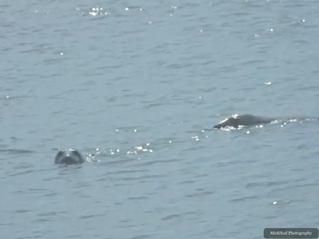 At Ynys Llanddwyn: Grey Seal.