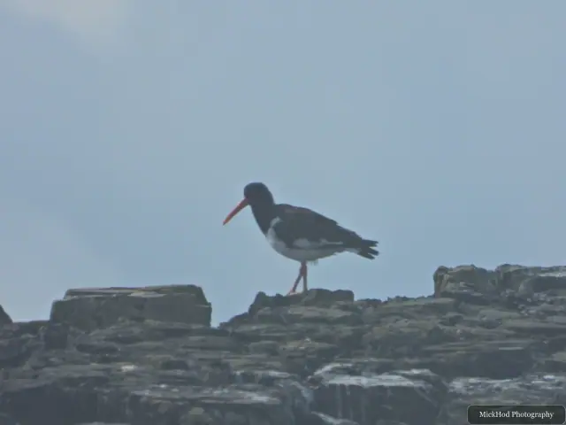Eurasian Oystercatcher at Ynys Llanddwyn.
