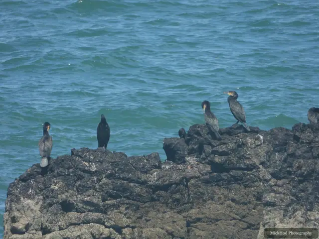 At Ynys Llanddwyn: Great Cormorants on the rocks.