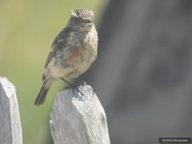 Rock Pipit, seen at Ynys Llanddwyn.