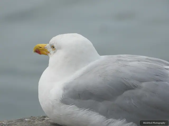 Herring Gull, seen at Ynys Llanddwyn.