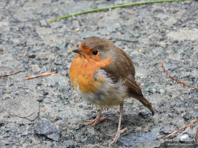At Ynys Llandwyn: European Robin.