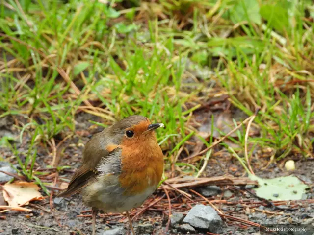 At Ynys Llandwyn: European Robin.