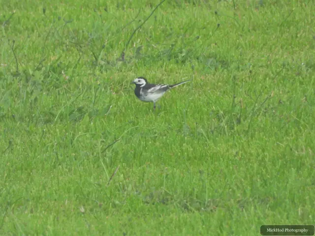 Pied Wagtail, seen at Ynys Llandwyn.