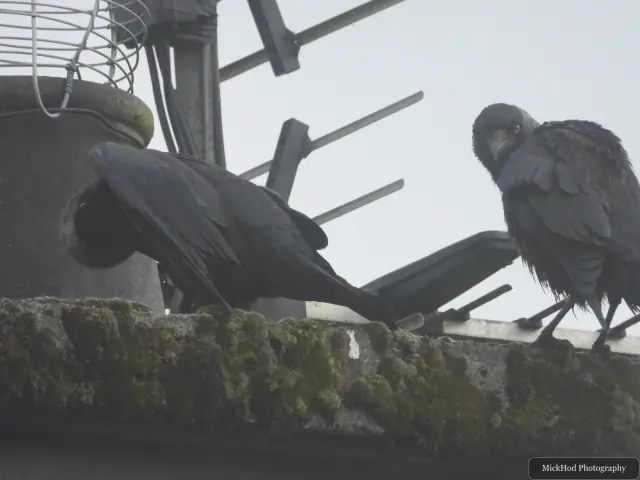 Photographed at Ynys Llandwyn: Jackdaw.