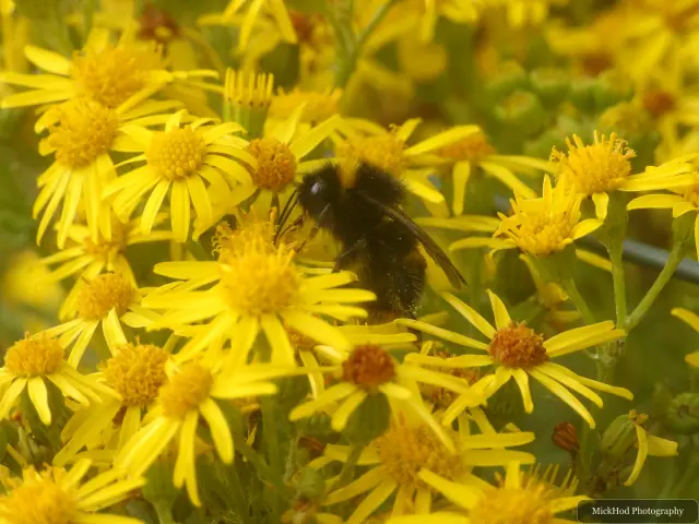 A bumblebee visits bright ragwort flowers.