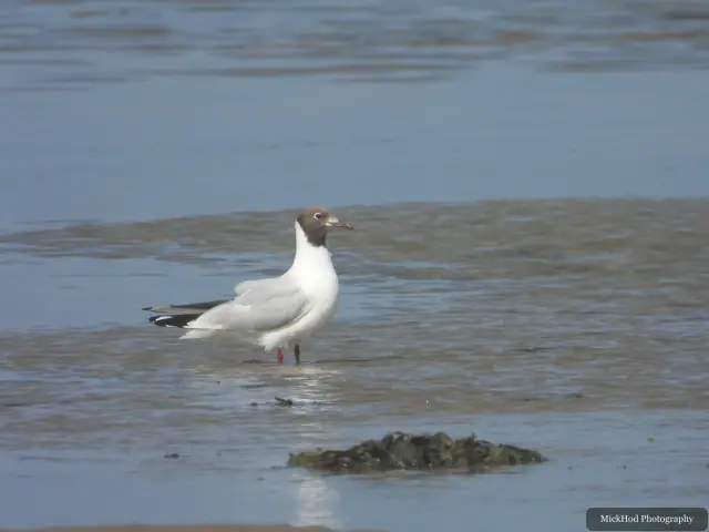Photographed at Ynys Llandwyn: Black-headed Gull.