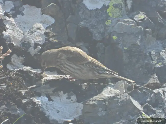 Rock Pipit photographed at Ynys Llandwyn.