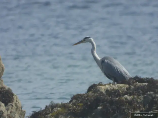Grey Heron, seen at Ynys Llandwyn.