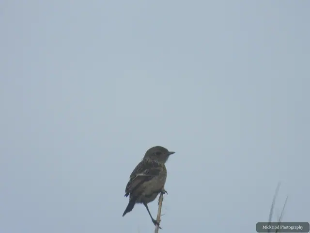 Dunnock photographed at Ynys Llandwyn.