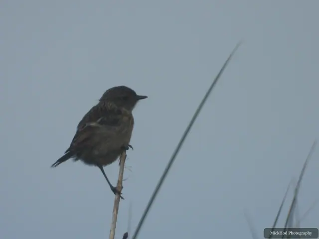 Dunnock photographed at Ynys Llandwyn.