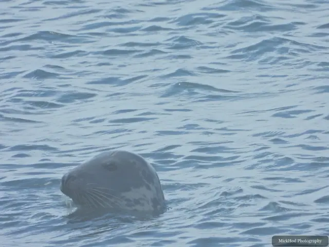 Grey Seal at Ynys Llandwyn.
