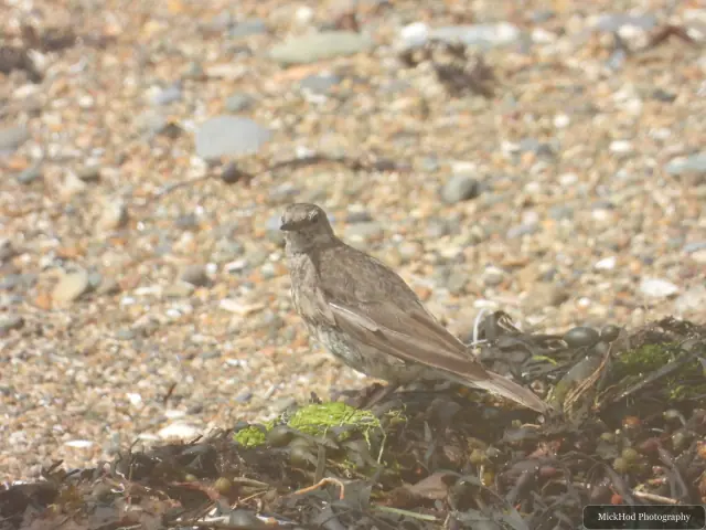 Rock Pipit, seen at Ynys Llandwyn.