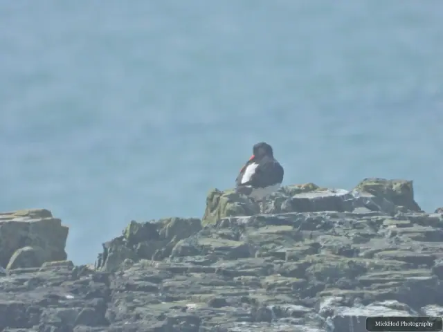 Photographed at Ynys Llandwyn: Eurasian Oystercatcher.