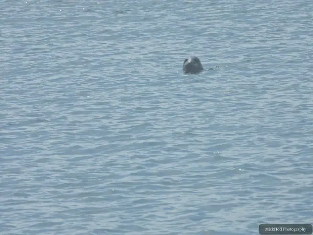 Grey Seal, seen at Ynys Llandwyn.